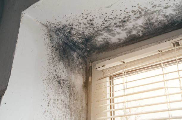 Affordable Black Mold Remediation solutions in Wakefield, MI